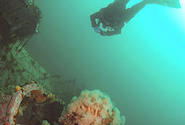 Scuba diver swimming underwater
