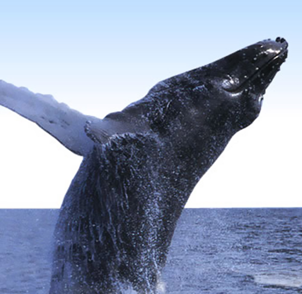 Whale Watching Tours | Develop Nova Scotia